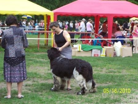 Фото: ньюфаундленд Даанич Эгоист