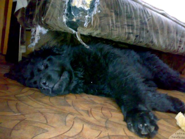 Фото: ньюфаундленд Фанньюф Улетная Девчонка (Funnewf Uletnaya Devchenka)