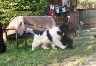 Фото: ньюфаундленд Супер Премиум Женева (Super Premium Zheneva)