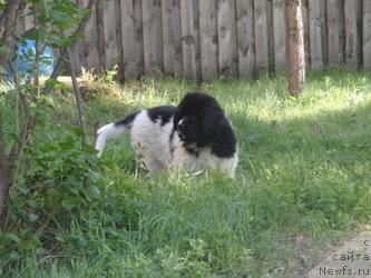 Фото: ньюфаундленд Супер Премиум Женева (Super Premium Zheneva)