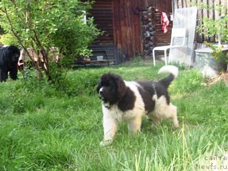 Фото: ньюфаундленд Супер Премиум Женева (Super Premium Zheneva)