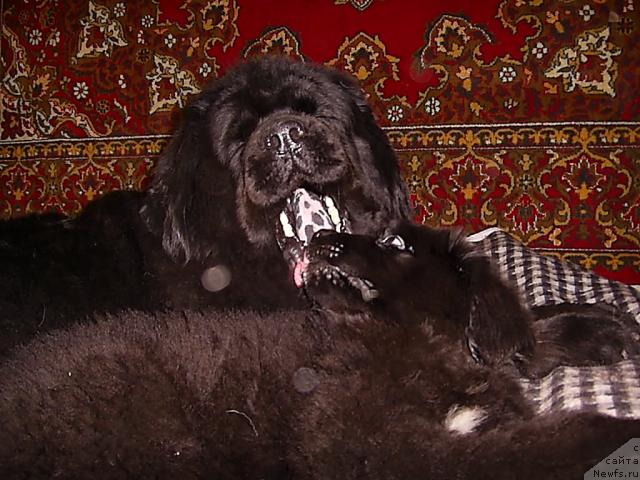 Фото: ньюфаундленд Лесная Сказка Руслана, ньюфаундленд Супер Премиум Жани Моник