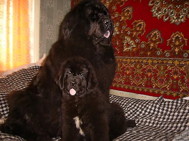 Фото: ньюфаундленд Лесная Сказка Руслана, ньюфаундленд Супер Премиум Жани Моник