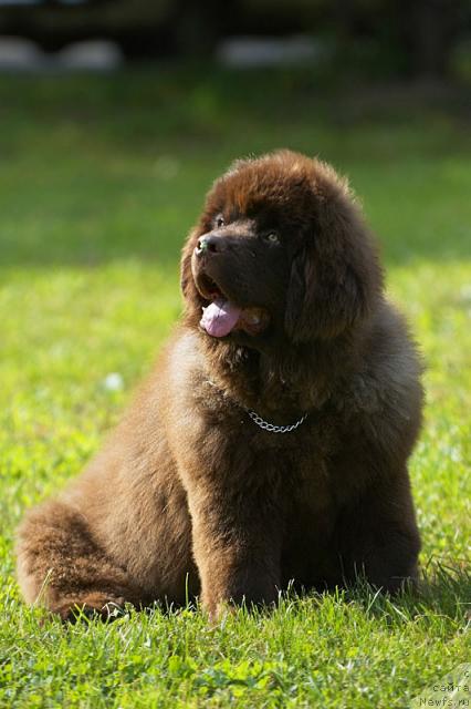 Фото: ньюфаундленд Супер Премиум Бест Бэлжен Ригардс (Super Premium Best Belzhen Regards)