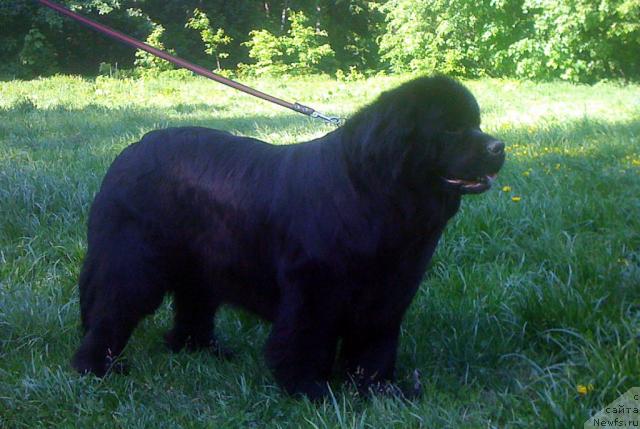 Фото: ньюфаундленд Потап Фелиция (Potap Felicia)