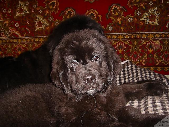 Фото: ньюфаундленд Супер Премиум Жани Моник