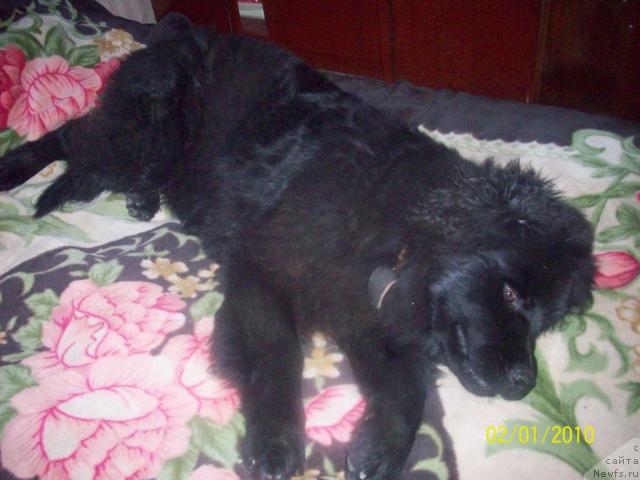 Фото: ньюфаундленд Цесарь Нельсон Тайгер Блек