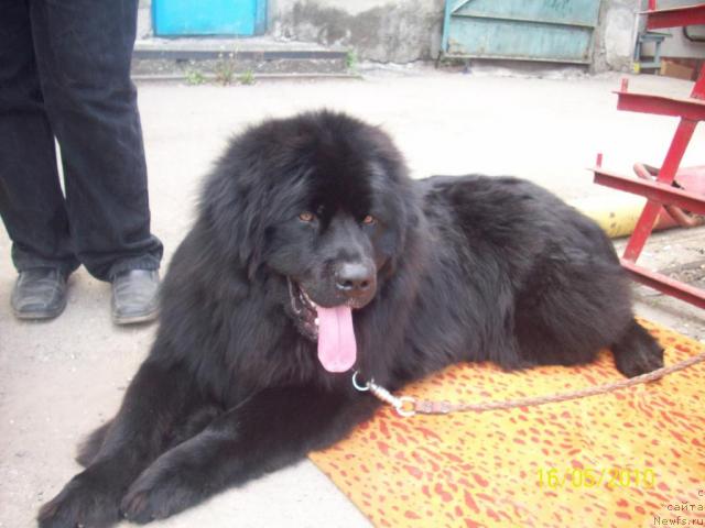 Фото: ньюфаундленд Цесарь Нельсон Тайгер Блек