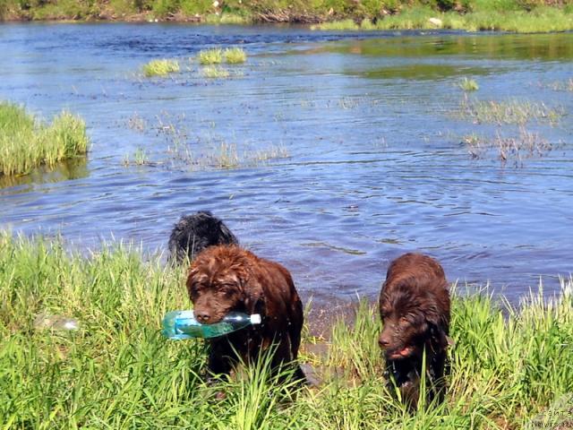 Фото: ньюфаундленд Бонд, ньюфаундленд Рафаэлла Беатриччи