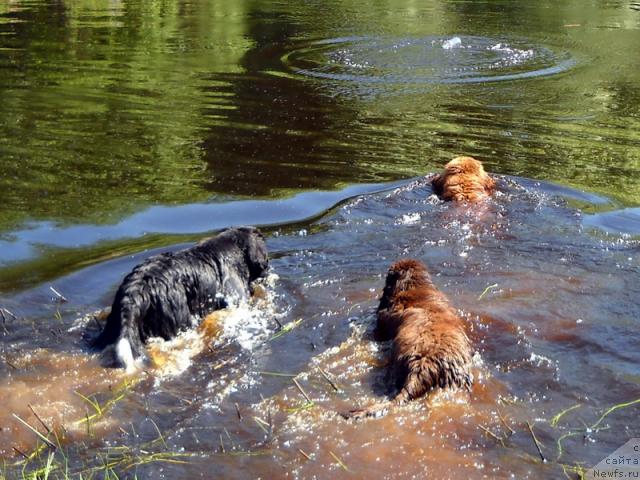 Фото: ньюфаундленд Бонд, ньюфаундленд Рафаэлла Беатриччи, ньюфаундленд Питерньюф Желанная Моя