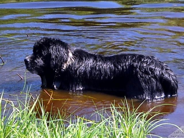 Фото: ньюфаундленд Питерньюф Желанная Моя