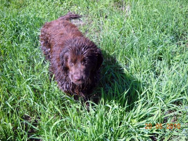 Фото: ньюфаундленд Рафаэлла Беатриччи