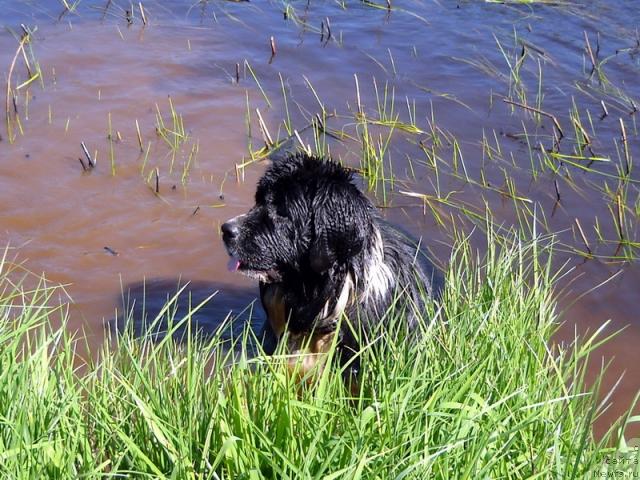 Фото: ньюфаундленд Питерньюф Желанная Моя