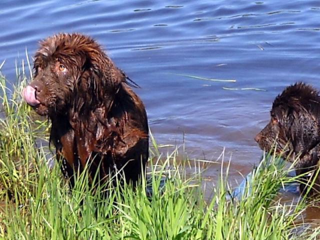 Фото: ньюфаундленд Бонд
