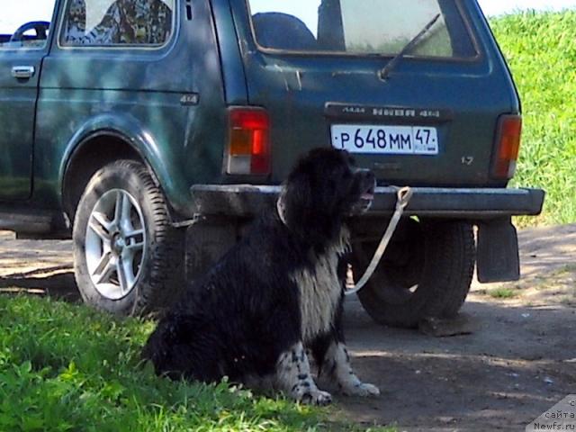 Фото: ньюфаундленд Питерньюф Желанная Моя