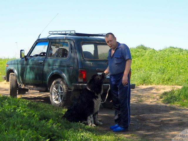 Фото: ньюфаундленд Питерньюф Желанная Моя, Владимир Красников