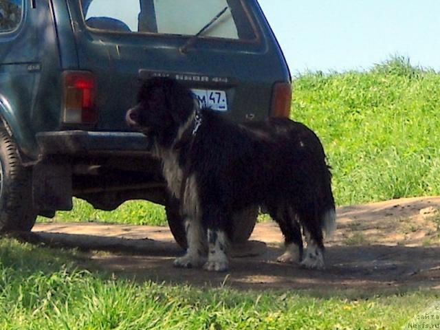 Фото: ньюфаундленд Питерньюф Желанная Моя