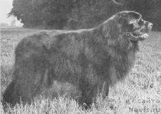 Фото: ньюфаундленд Rik vom Blattenhof