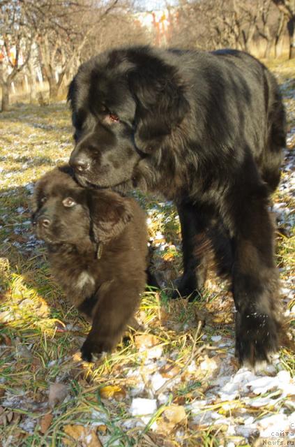 Фото: ньюфаундленд Императорский Каприз Икария, ньюфаундленд Арманьяк Души Моей, Дарья Гусынина