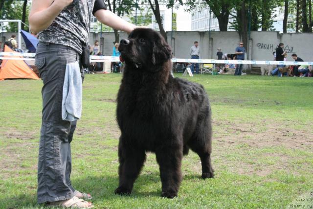 Фото: ньюфаундленд King of Helluland Just Beautiful