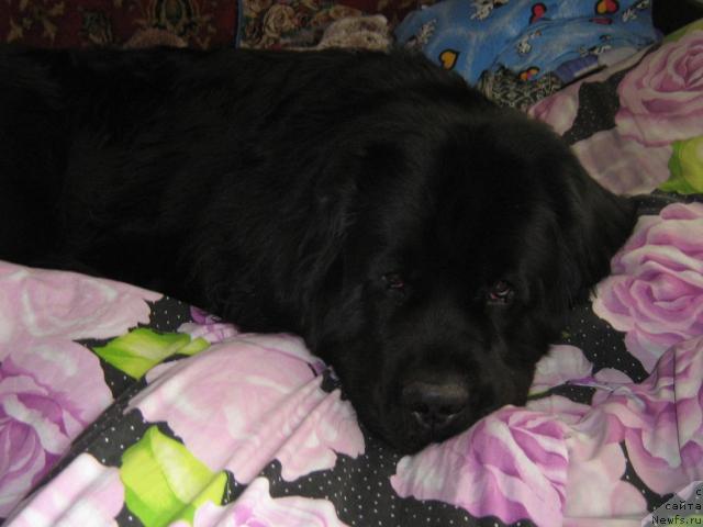 Фото: ньюфаундленд Айвенго Вива Дженис (Ayvengo Viva Jeniz)