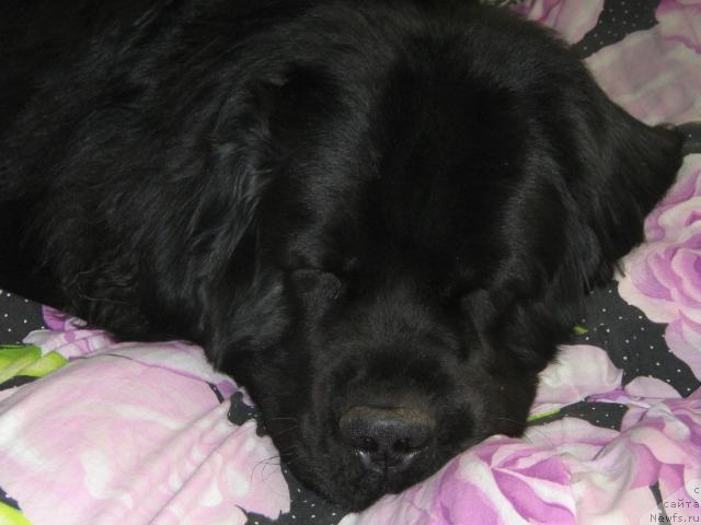 Фото: ньюфаундленд Айвенго Вива Дженис (Ayvengo Viva Jeniz)