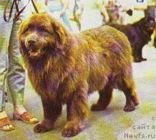 Фото: ньюфаундленд Douglas van de Papenhof