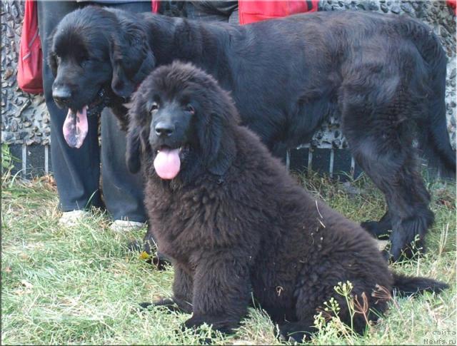 Фото: ньюфаундленд Mayra Almas-Alana