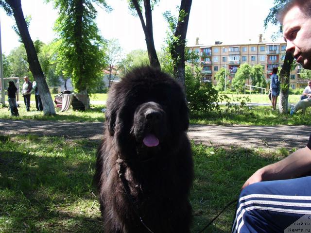 Фото: ньюфаундленд Lifeguard's American Style, Елена Захарова