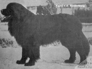 Фото: ньюфаундленд Karel von der Niederburg