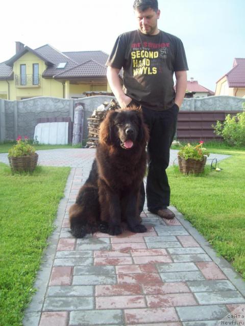 Фото: ньюфаундленд Очень Важная Персона, Анна Портнякова