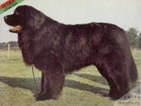 Фото: ньюфаундленд Dag