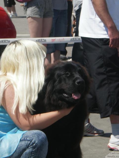 Фото: ньюфаундленд Очень Важная Персона, Анна Портнякова
