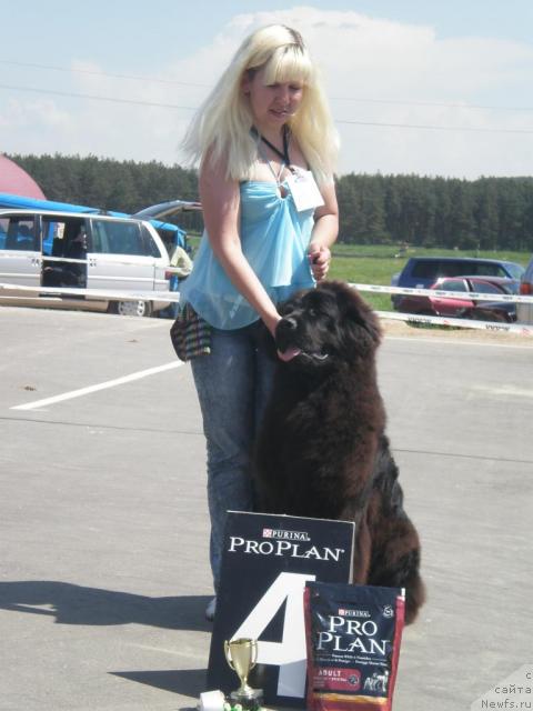 Фото: ньюфаундленд Очень Важная Персона, Анна Портнякова