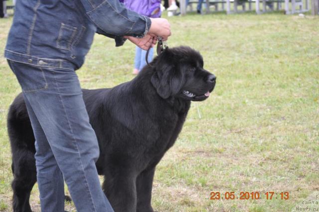 Фото: ньюфаундленд Звезда Ростова с Берега Дона (Zvezda Rostova s Berega Dona)