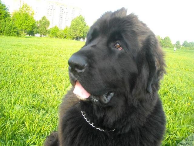 Фото: ньюфаундленд Бьянка Седьмое Чудо Света