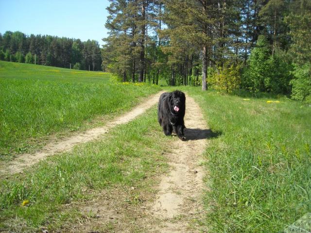 Фото: ньюфаундленд Бьянка Седьмое Чудо Света