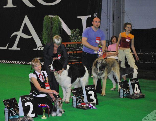 Фото: ньюфаундленд Хьюго Босс из Уникальной Коллекции, Нина Базулина