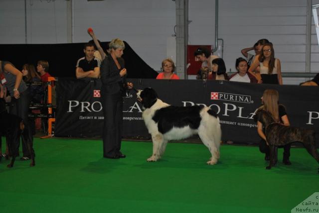 Фото: ньюфаундленд Хьюго Босс из Уникальной Коллекции, Нина Базулина