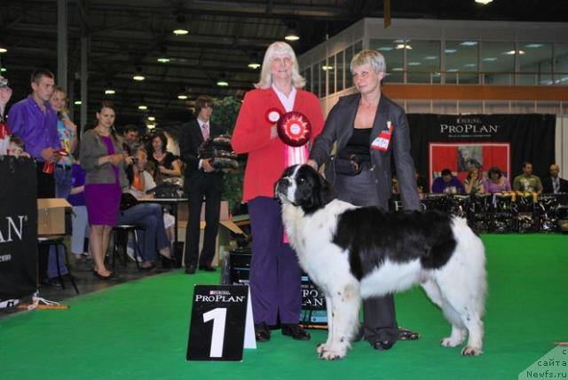 Фото: ньюфаундленд Хьюго Босс из Уникальной Коллекции, Нина Базулина