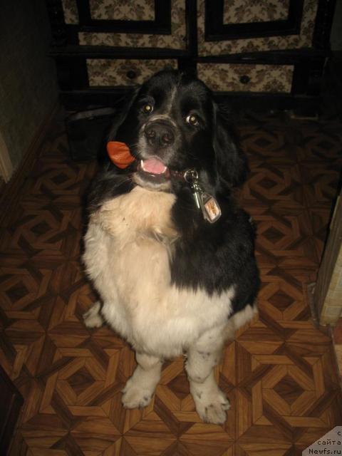 Фото: ньюфаундленд Супер Премиум Есения