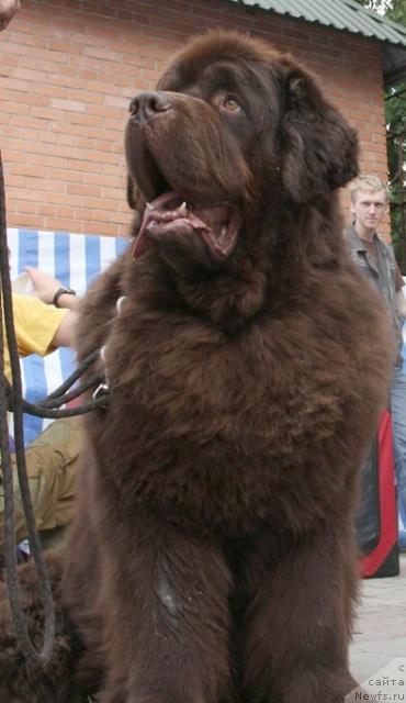 Фото: ньюфаундленд Супер Премиум Бест Бэлжен Ригардс (Super Premium Best Belzhen Regards)