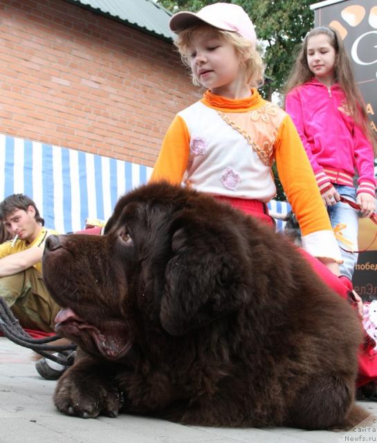 Фото: ньюфаундленд Супер Премиум Бест Бэлжен Ригардс (Super Premium Best Belzhen Regards)