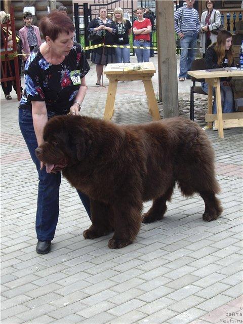 Фото: ньюфаундленд Супер Премиум Бест Бэлжен Ригардс (Super Premium Best Belzhen Regards)