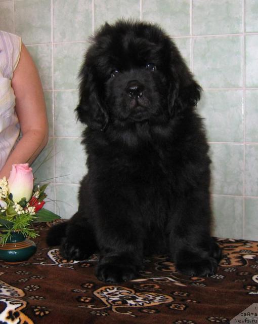 Фото: ньюфаундленд Линда-Мери Лин (Linda-Meri Lin)