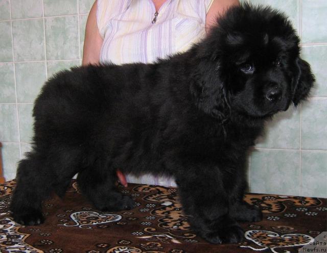 Фото: ньюфаундленд Линда-Мери Лин (Linda-Meri Lin)