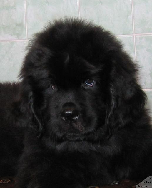 Фото: ньюфаундленд Линда-Мери Лин (Linda-Meri Lin)