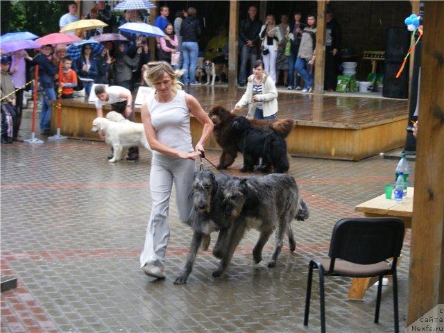 Фото: ньюфаундленд Супер Премиум Бест Бэлжен Ригардс (Super Premium Best Belzhen Regards), ньюфаундленд Полярная Ночка