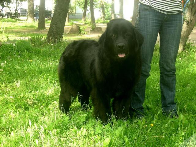 Фото: ньюфаундленд Роскошь Золотая