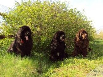 Фото: ньюфаундленд Капитан Ньюфорт, ньюфаундленд King of Helluland I'm Precious, ньюфаундленд Супер Премиум Брабус